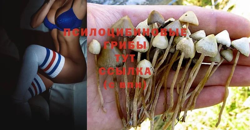 Псилоцибиновые грибы Magic Shrooms  darknet какой сайт  Себеж 